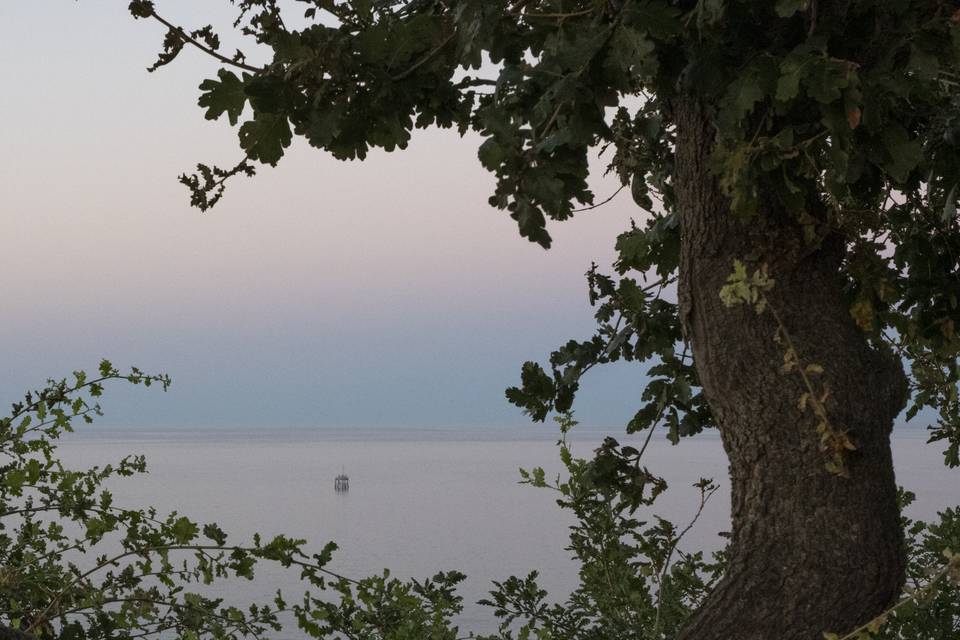 LA quercia della cerimonia