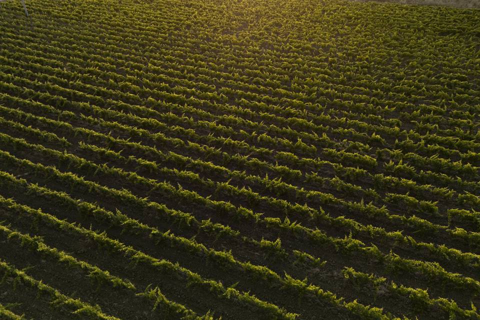 I vigneti