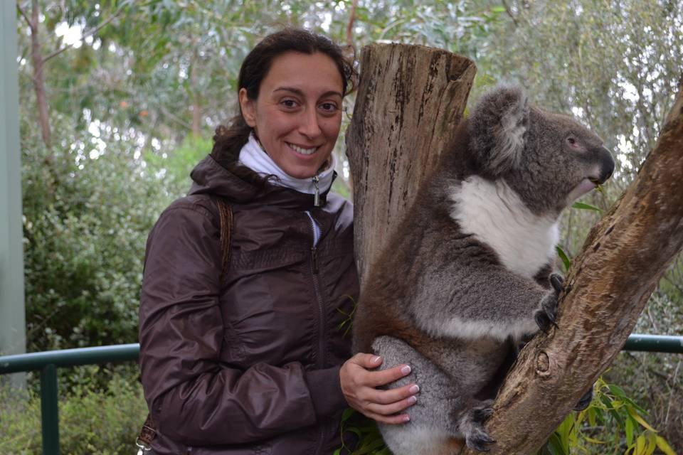 Koala - Australia