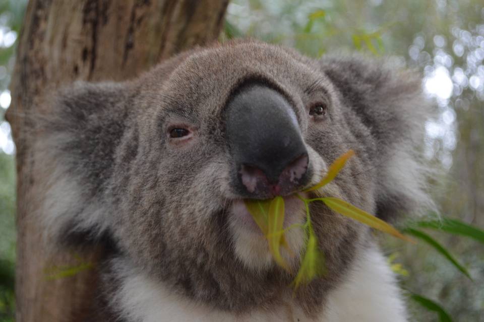 Koala - Australia