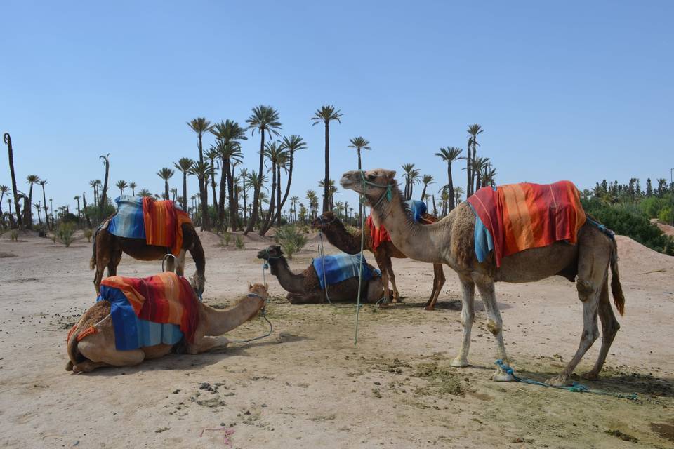 Palmeraie di Marrakech