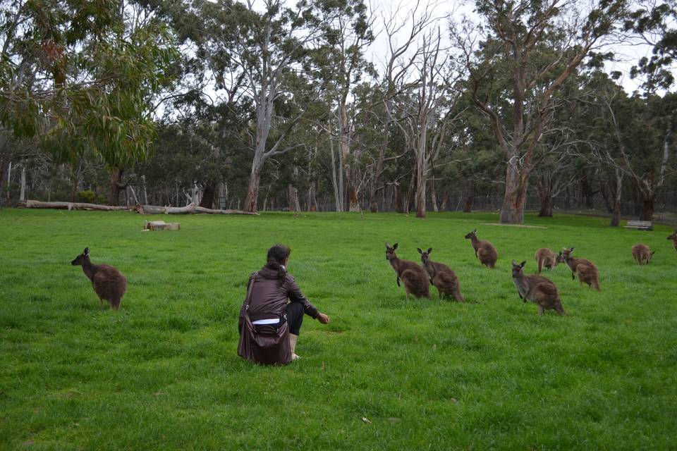 Kangaroos - Australia