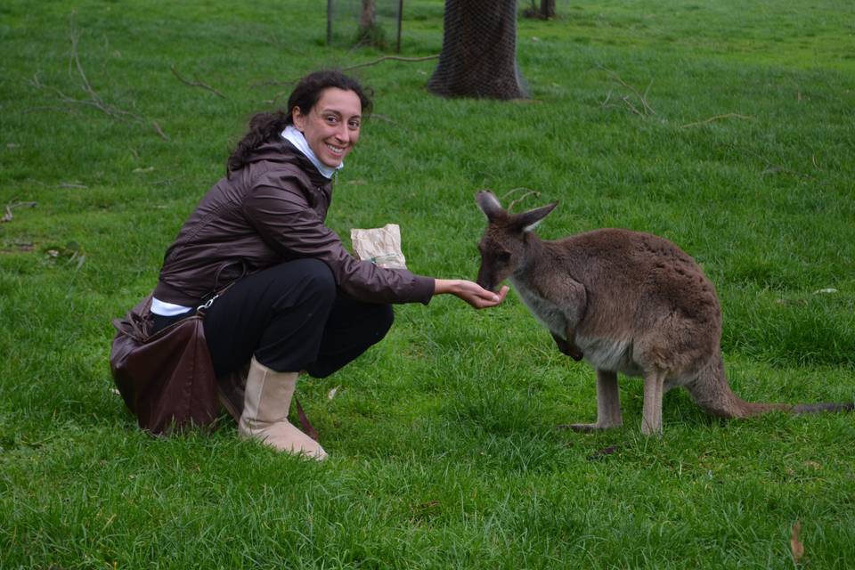 Kangaroo - Australia