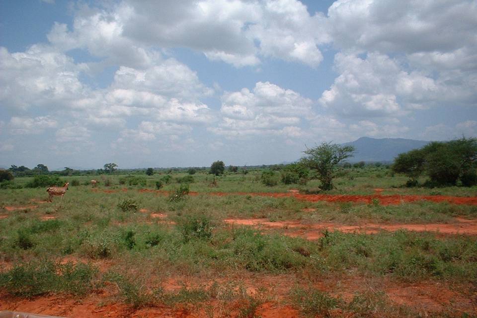 Safari Tsavo East N.P. - Kenya