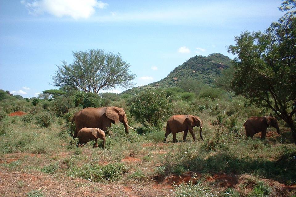 Safari Tsavo East N.P. - Kenya