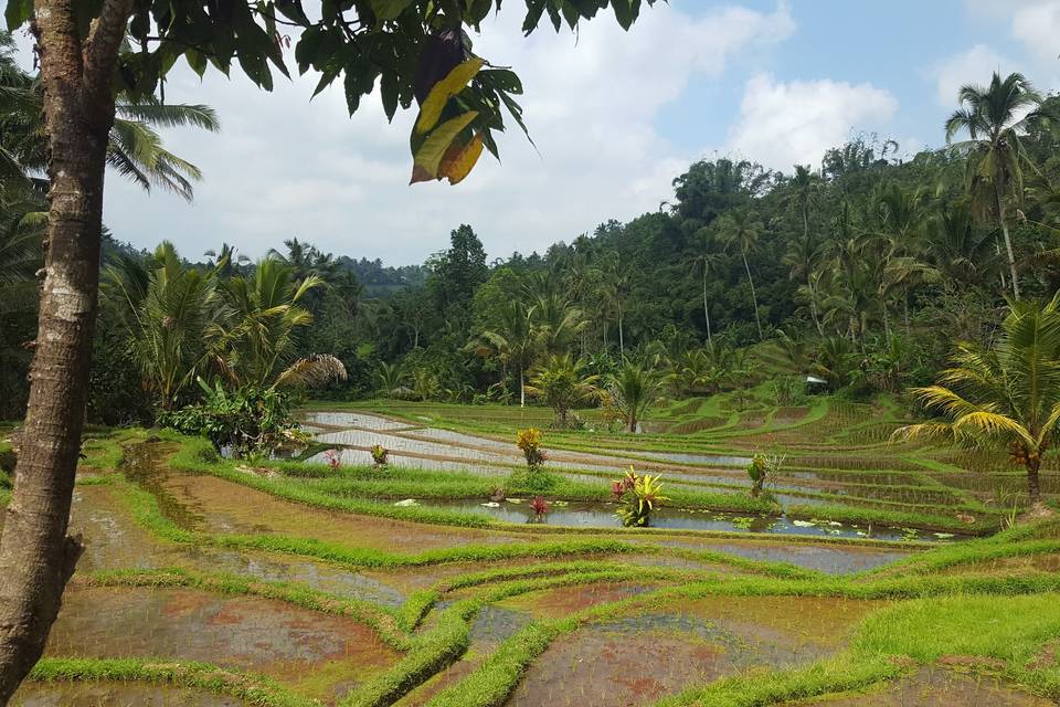 BALI