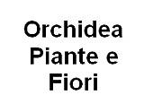 Orchidea Piante e Fiori logo