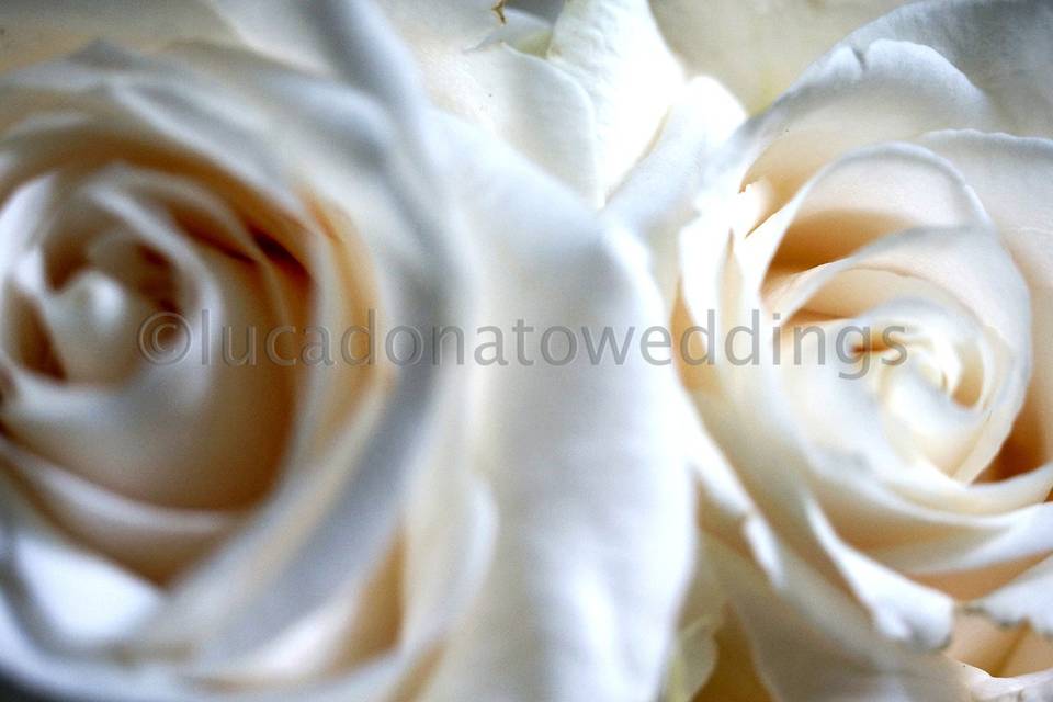 Lucadonatoweddings