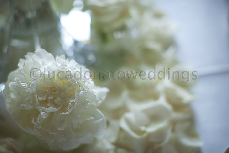 Lucadonatoweddings
