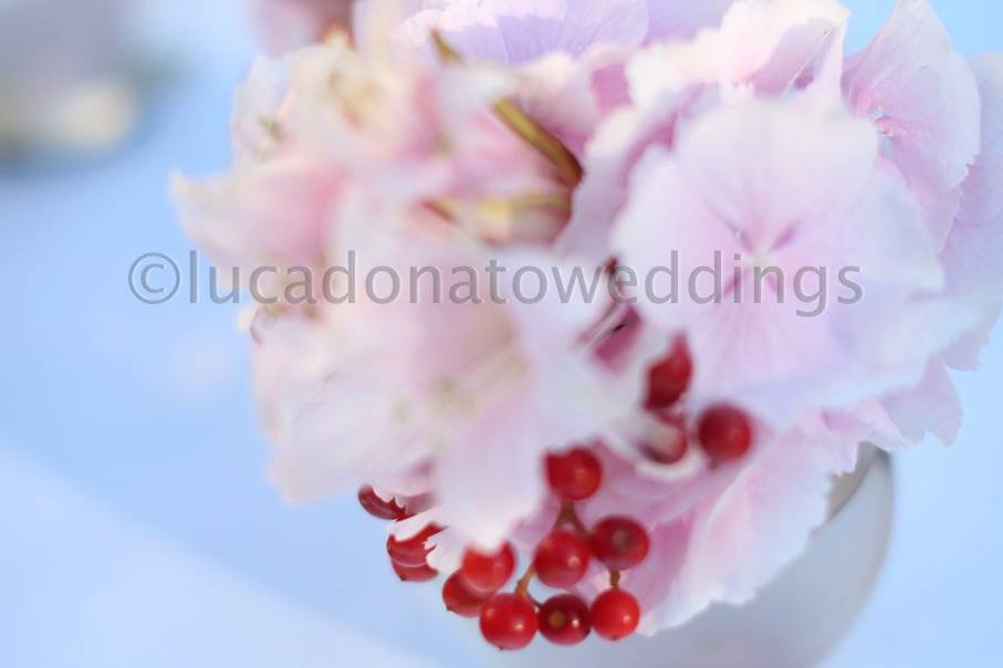 Lucadonatoweddings