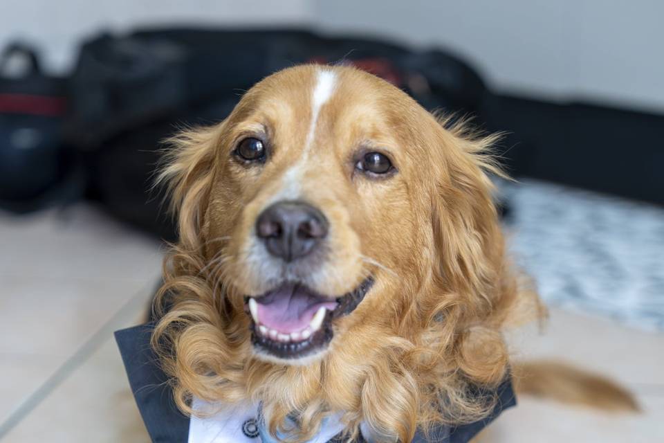 Dog-wedding
