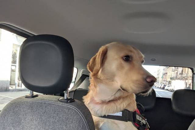 TAXI DOG - post evento