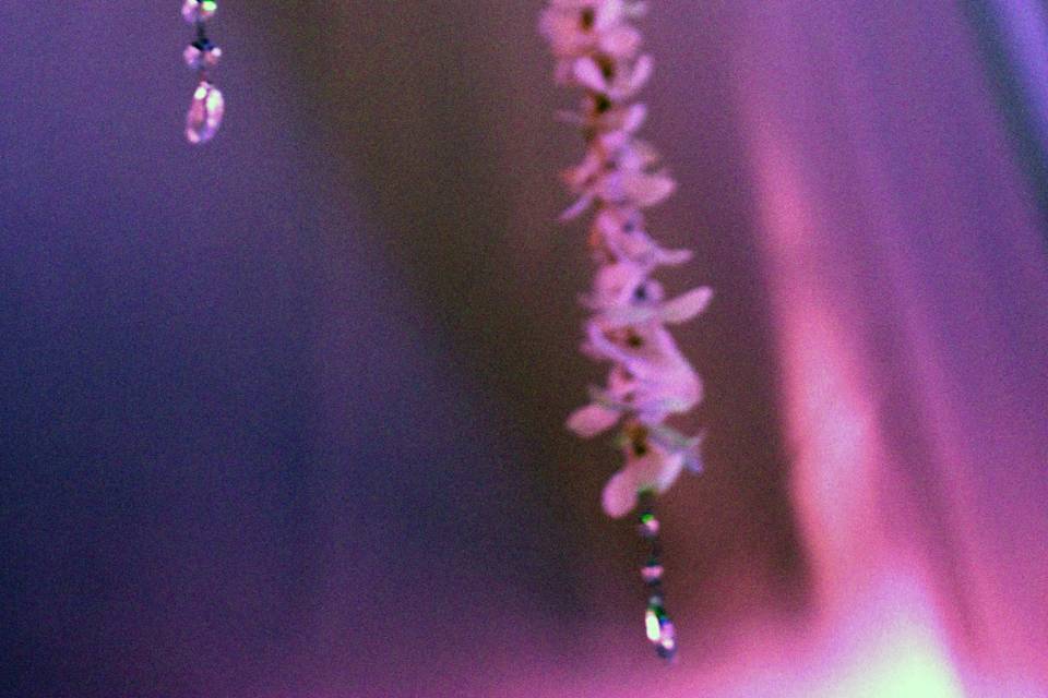 Cristalli e orchidee
