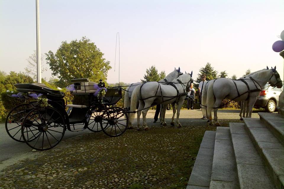 Matrimonio quattro cavalli