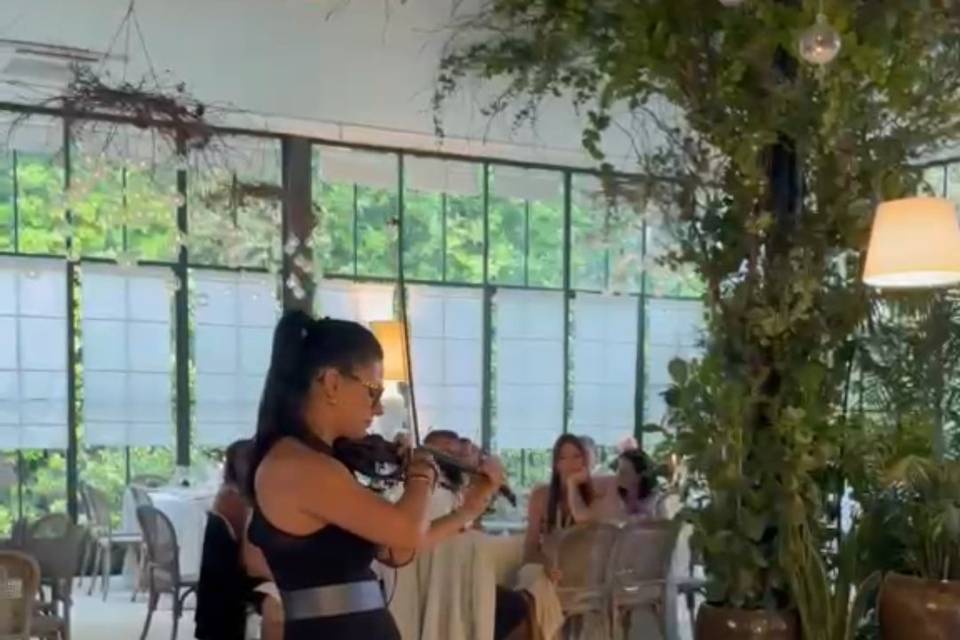 VIOLINO