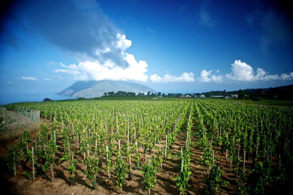 Panoramica Vigna