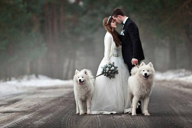Seguimi Wedding Dog Service