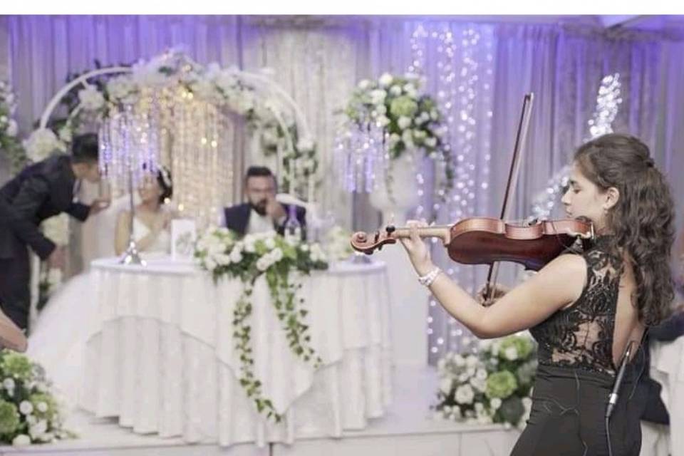 Violino