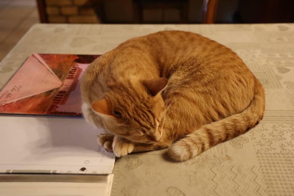 Gatto Spino
