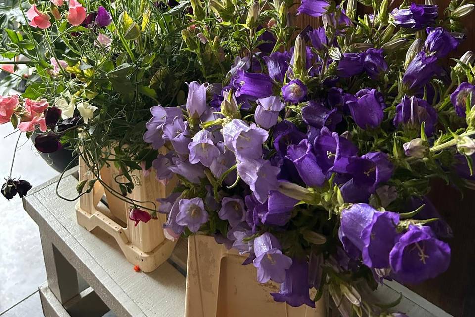 I nostri fiori