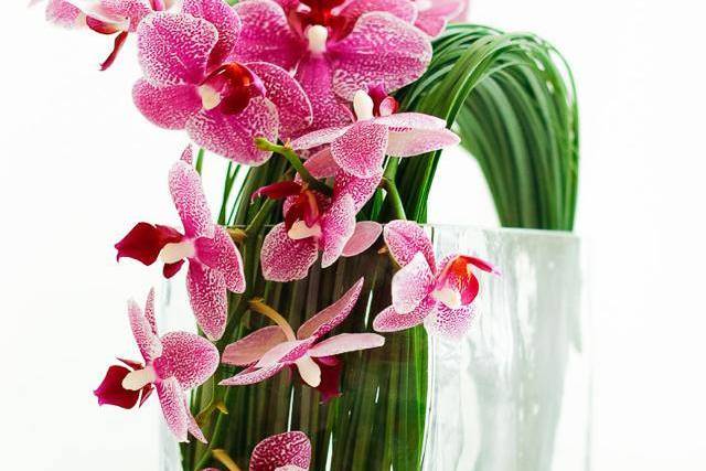 Phalaenopsis