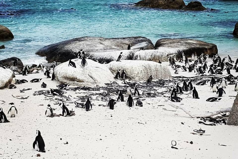 Boulder's Beach