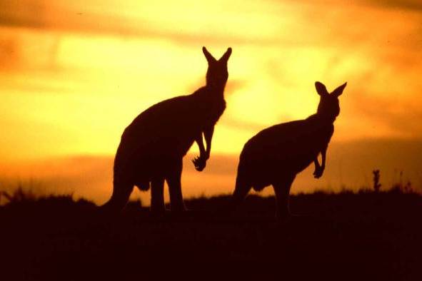 Goditi il panorama australiano