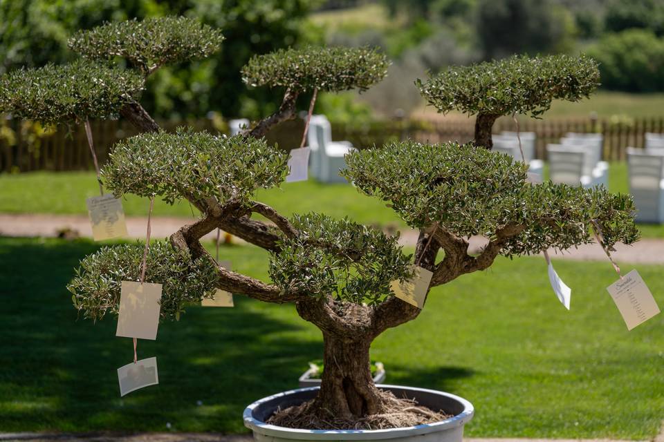 L’albero della vita
