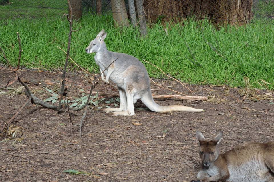 Kangaroo Island