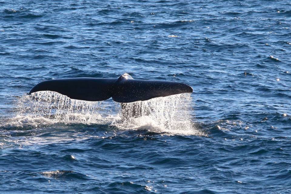 Balene al largo del Sudafrica