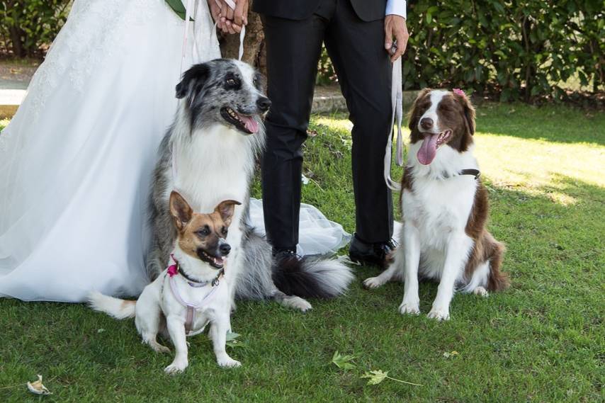 Weddingdog