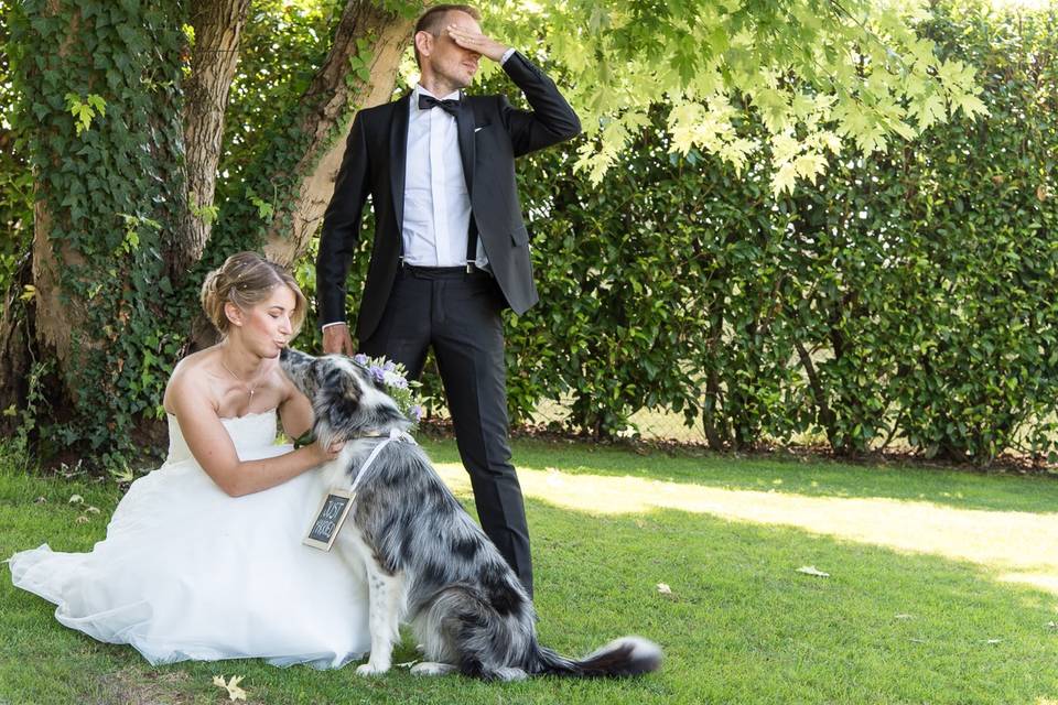 Wedding dog