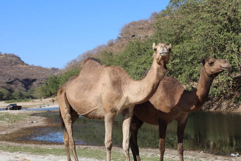 Viaggio di nozze in Oman