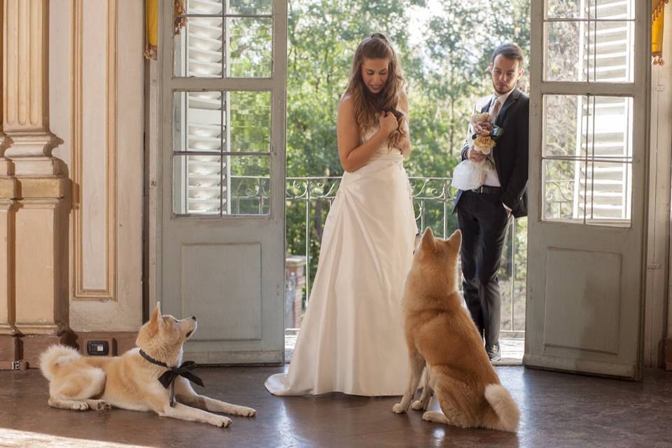 Set dog wedding