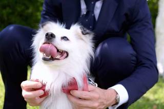 Dog's Life wedding dog sitter