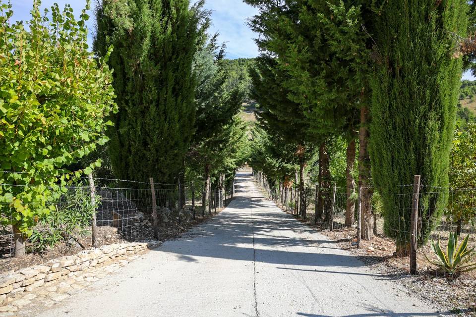 Il viale di arrivo