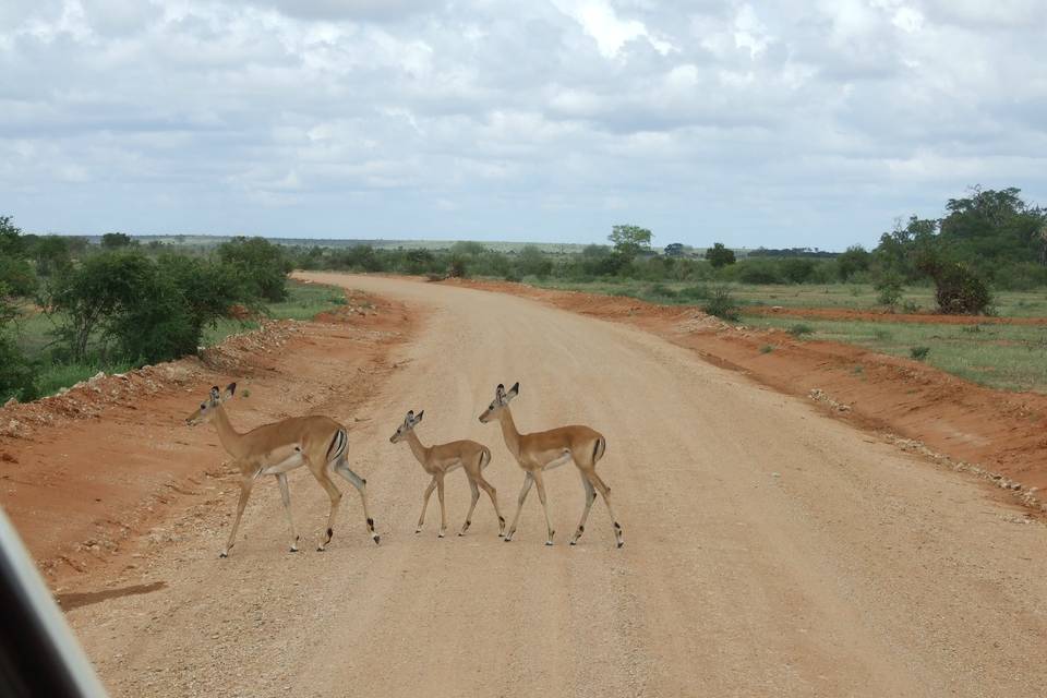 Kenya