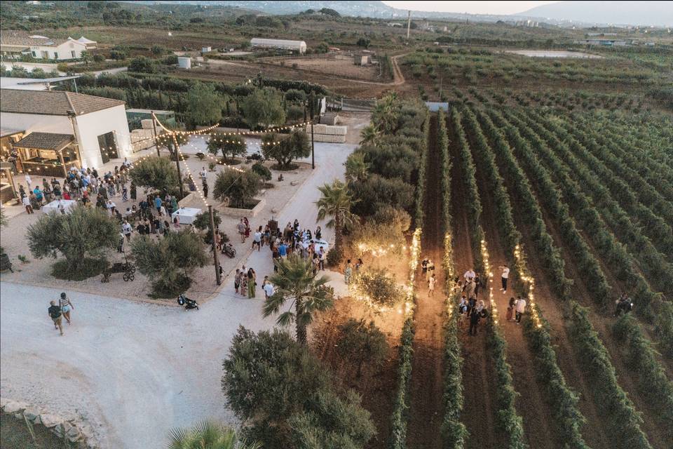 La magia del vigneto