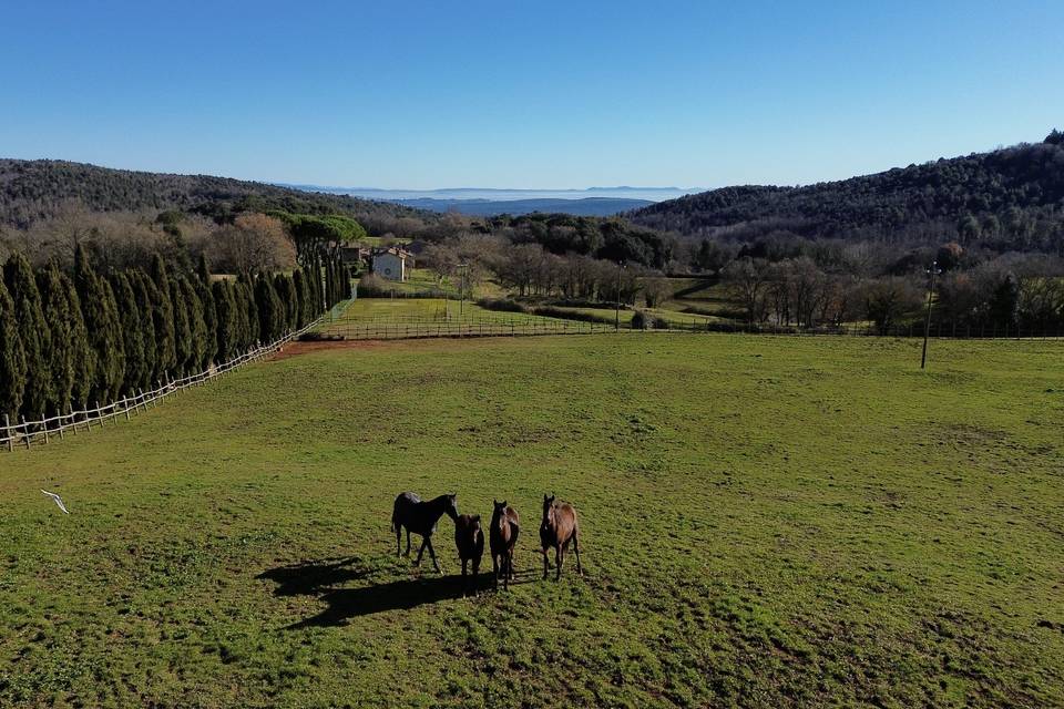 Tenuta con cavalli