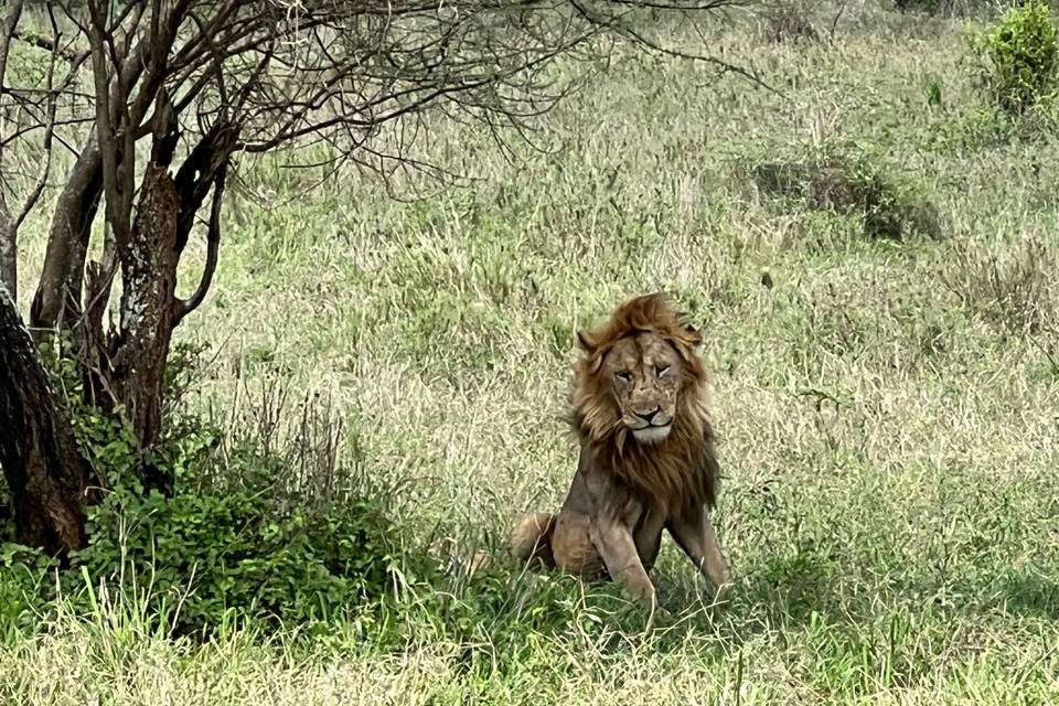 Safari tanzania