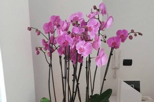 Composizione floreale