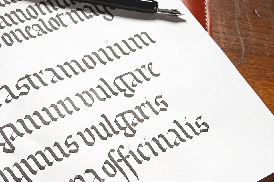 Caterina Scardillo - Calligrafa