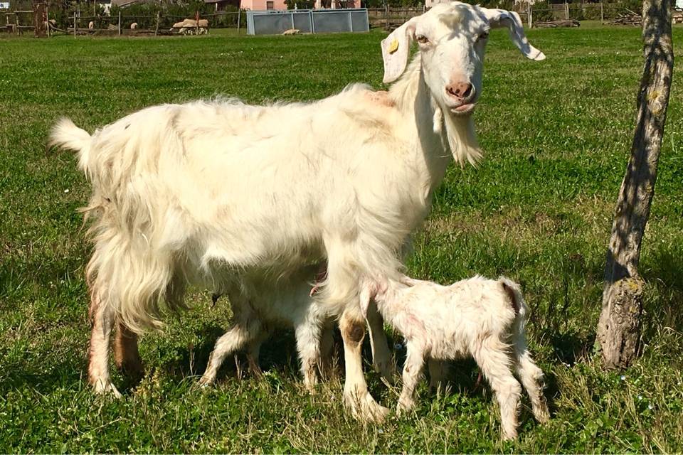 La nostra fattoria