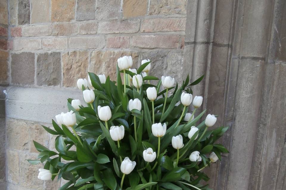 Nido di tulipani