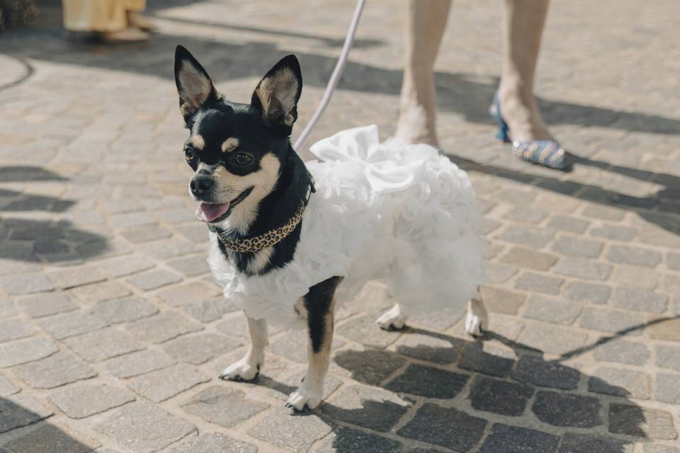Cane vestito