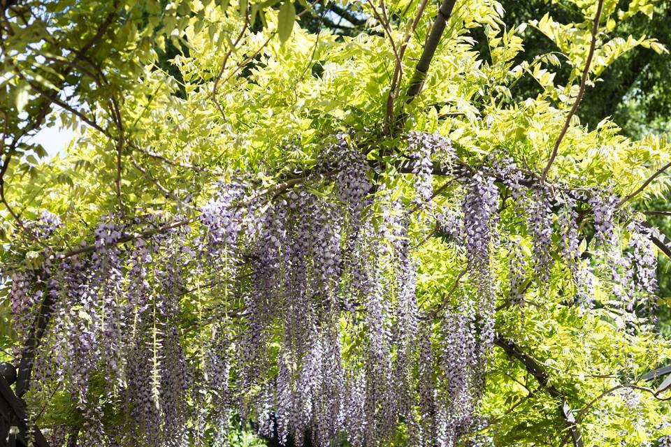 Scorcio entrata giardino