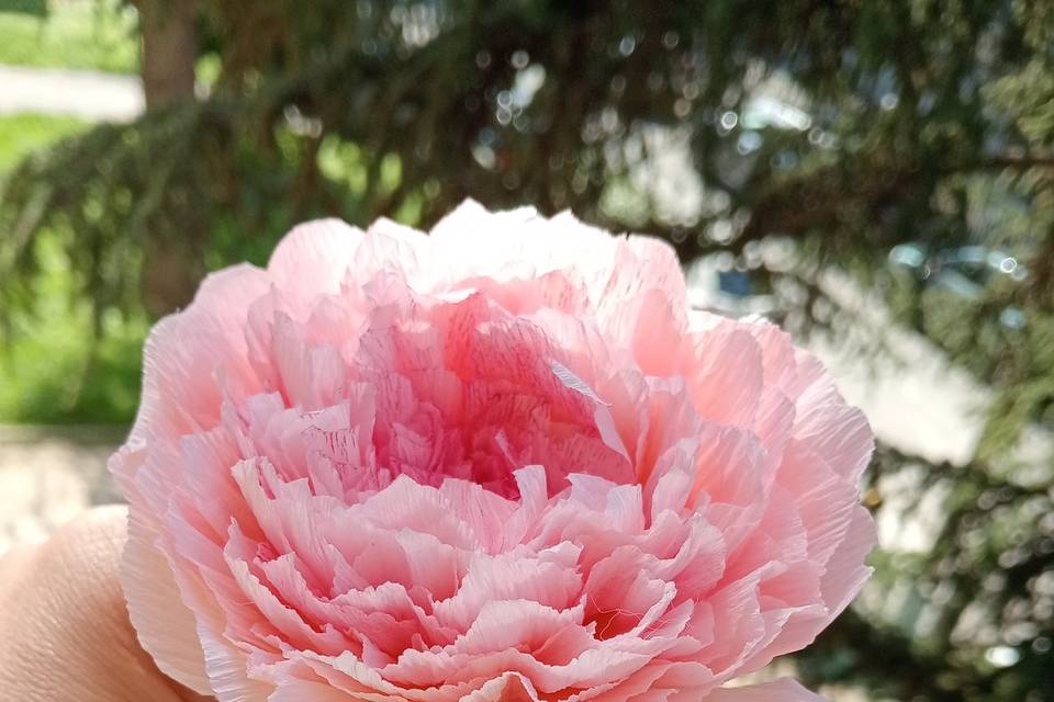 Rosa inglese