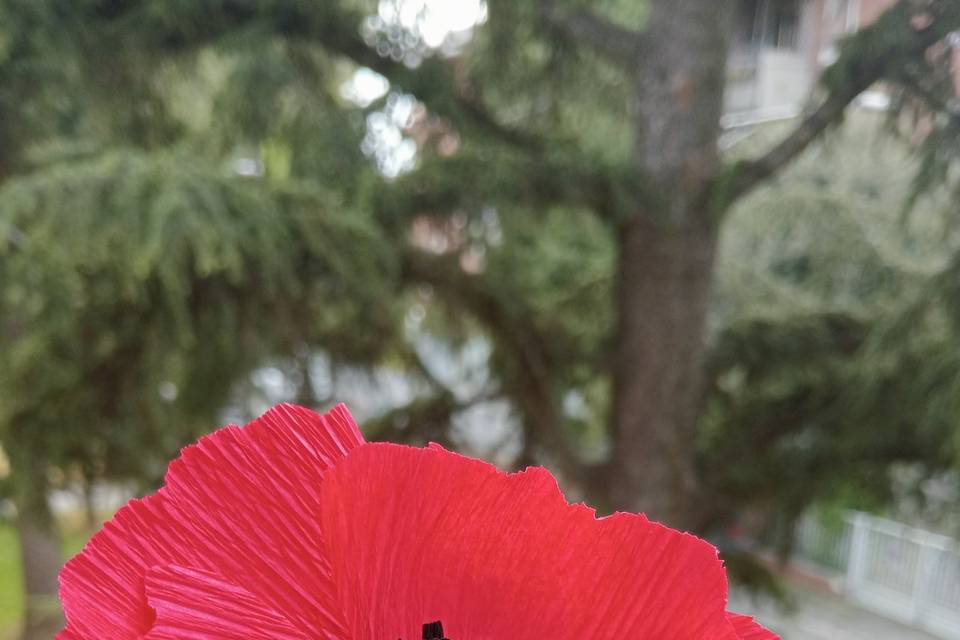 Papavero