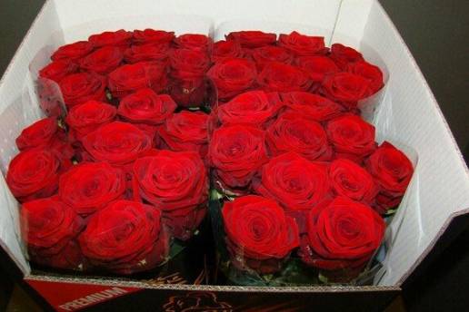 Rose rosse