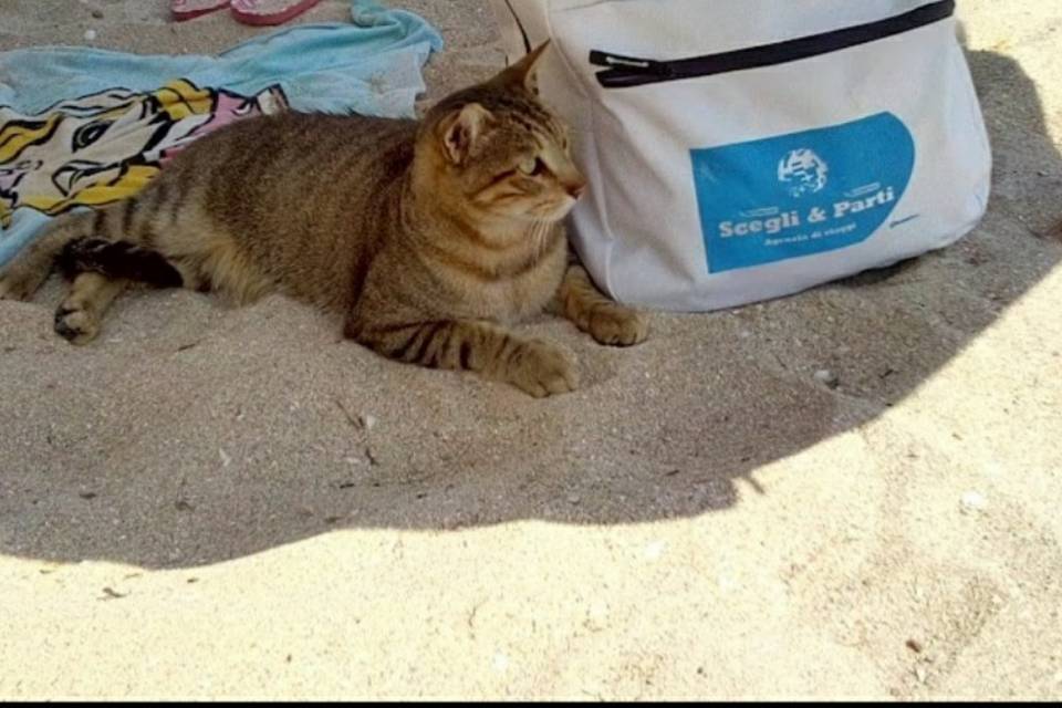 Maiorca